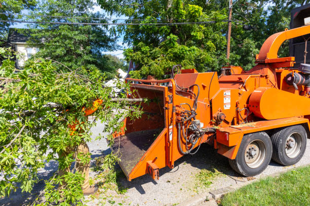 Tree Branch Trimming in University Of Virginia, VA